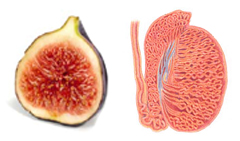 Az egyes növények és szervek közötti hasonlóság nem véletlen.
